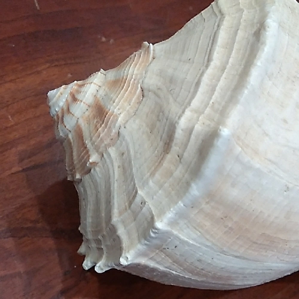 Large White Seashell Decor - Picture 3 of 9
